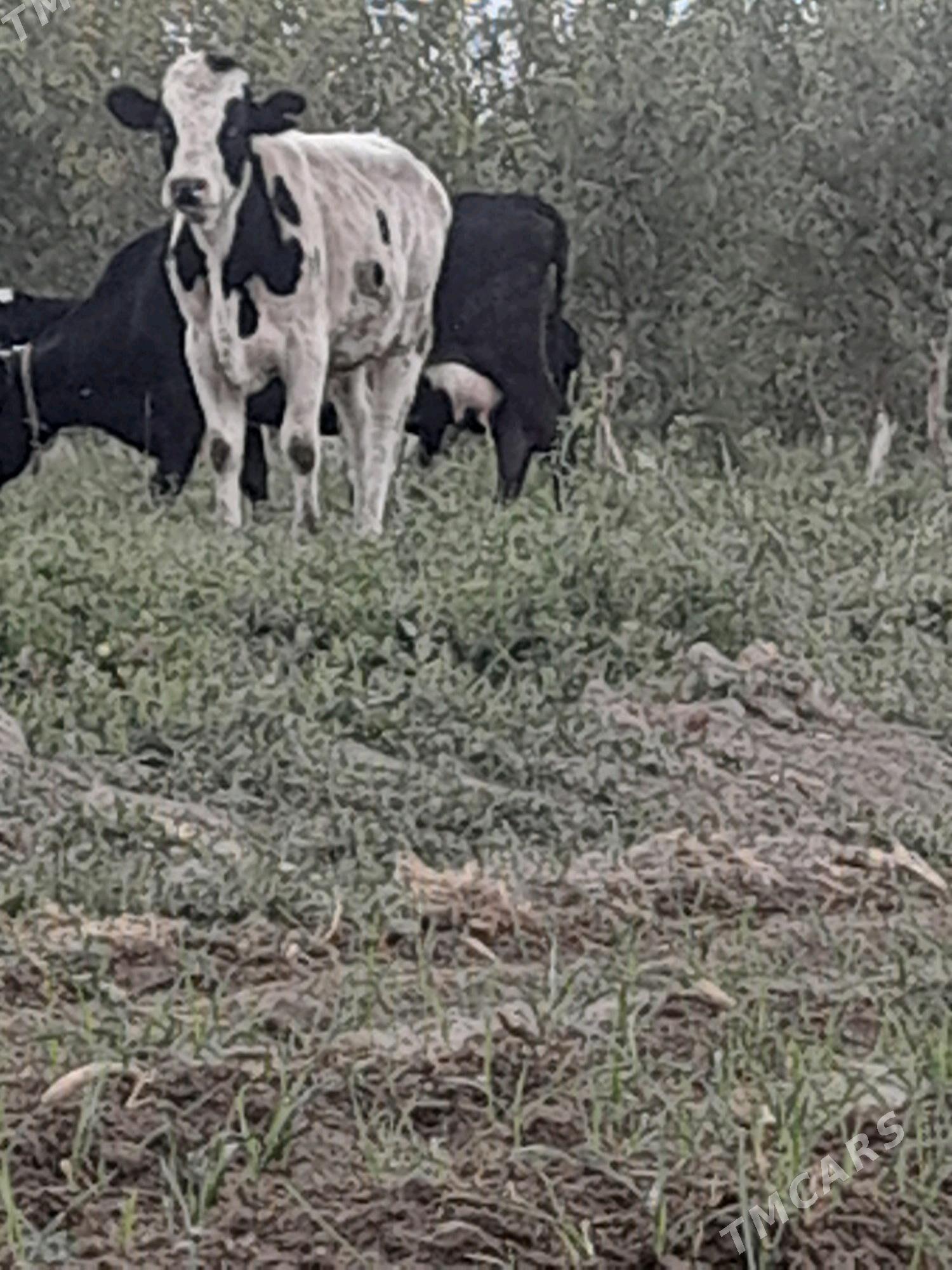 okuz - Бахарден - img 3