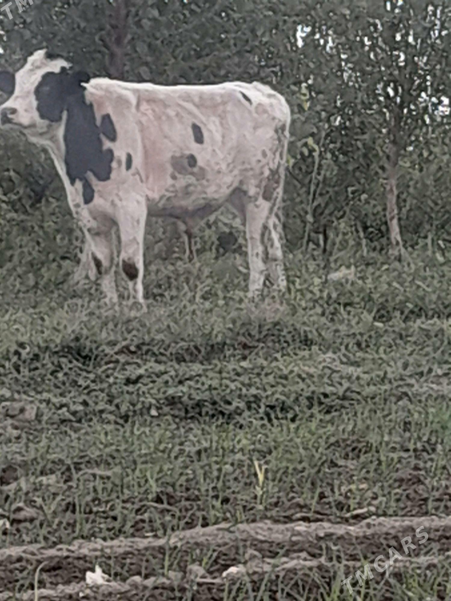 okuz - Бахарден - img 2