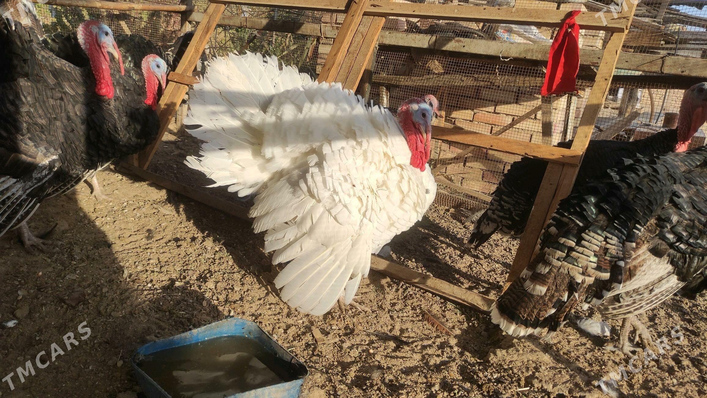 induklar - Mary - img 1