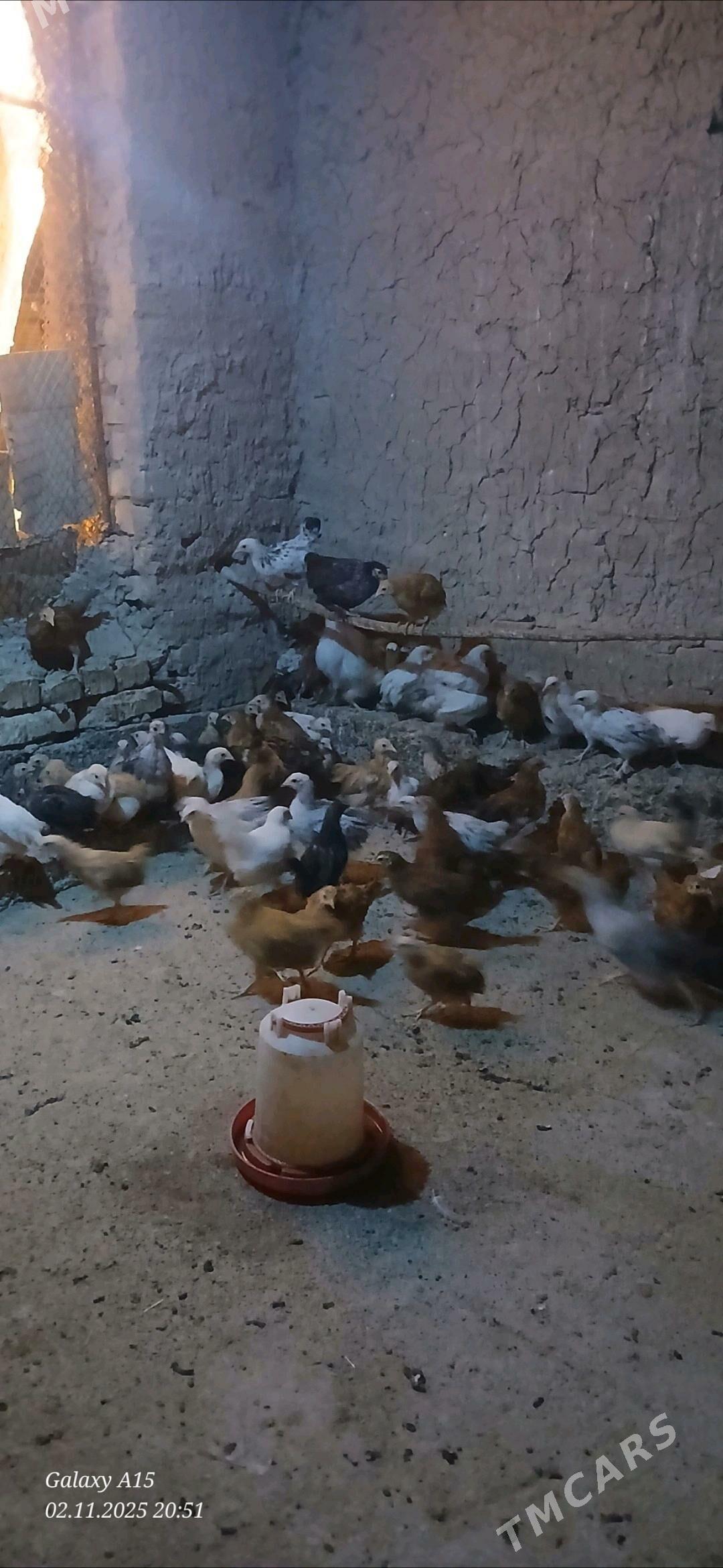 juje - Бабадайхан - img 4