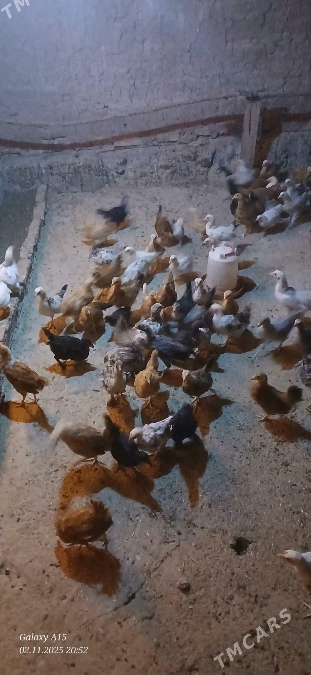 juje - Бабадайхан - img 2