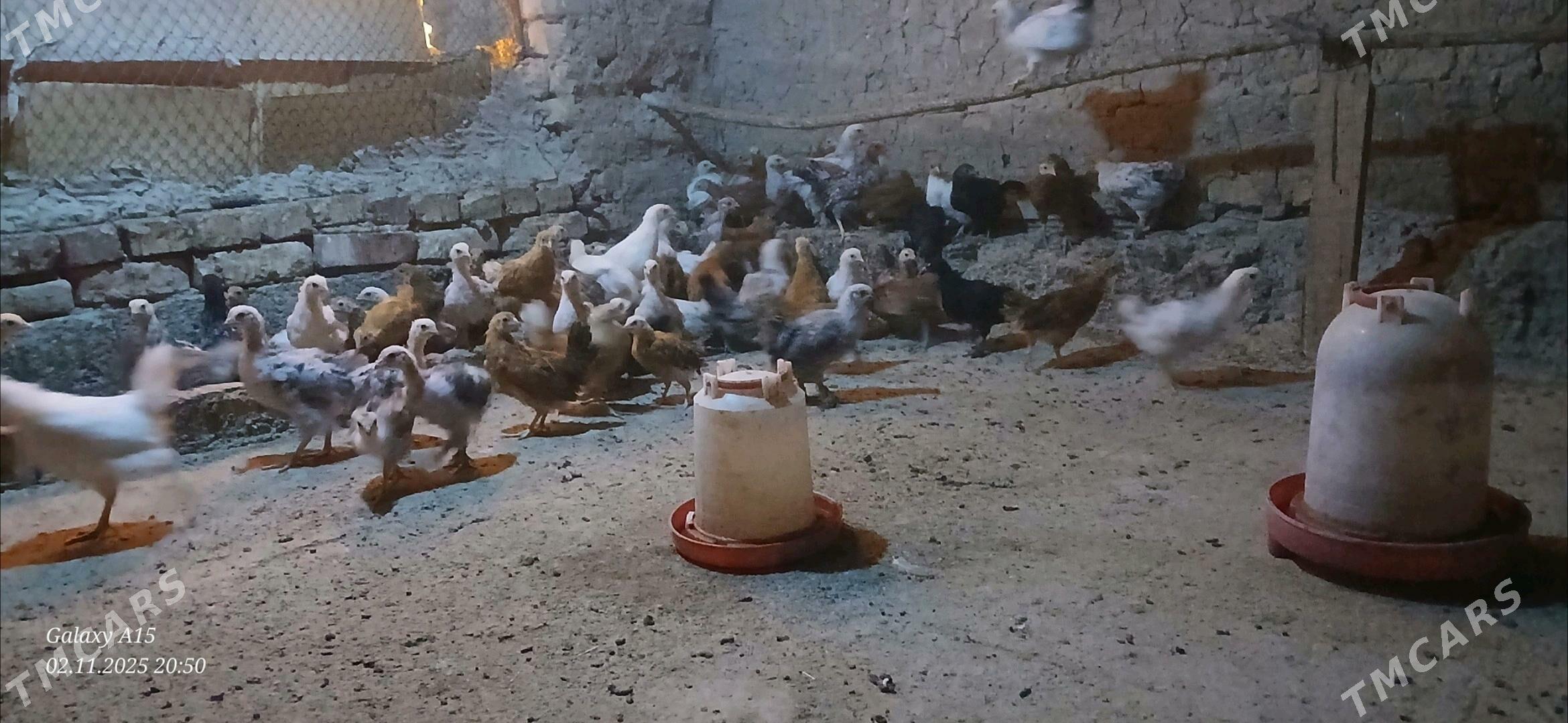 juje - Бабадайхан - img 5