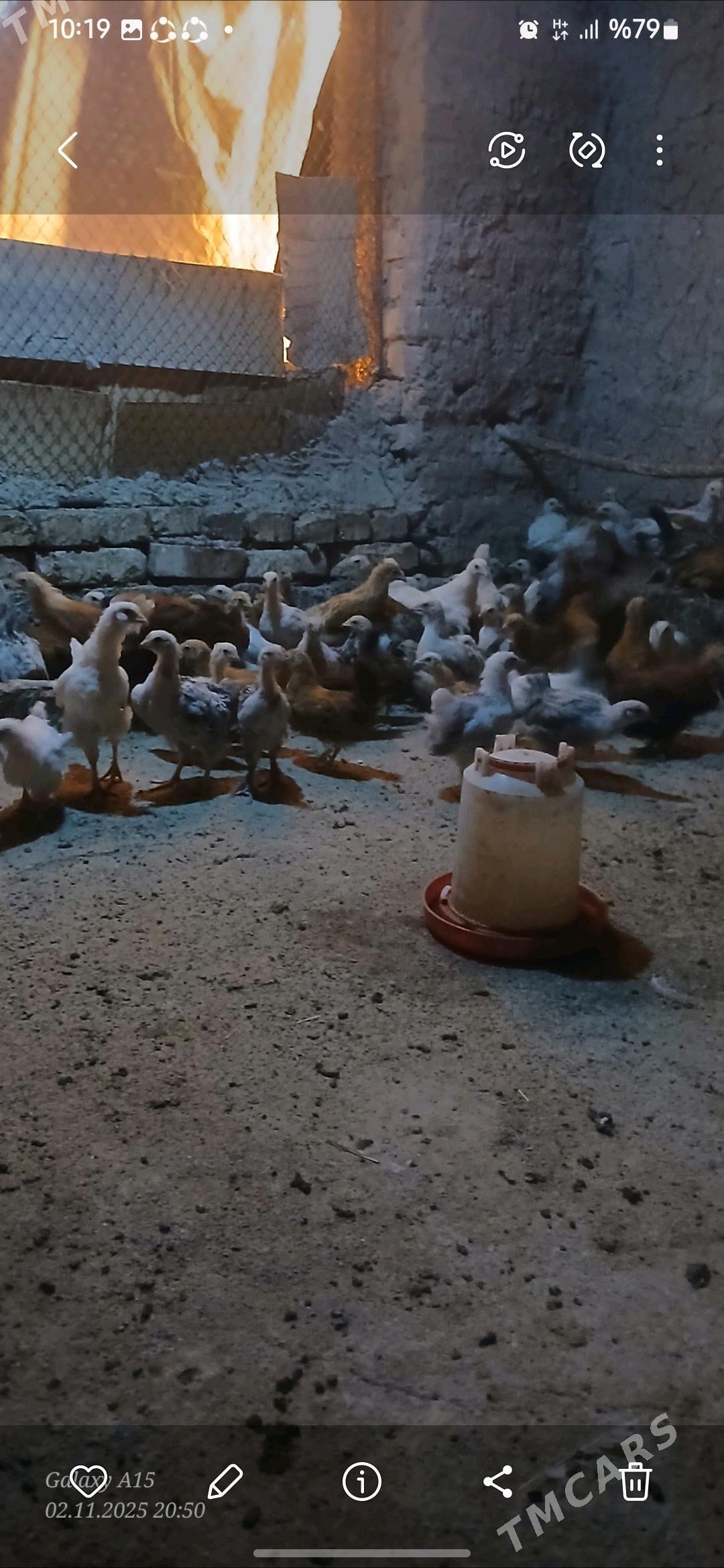 juje - Бабадайхан - img 6