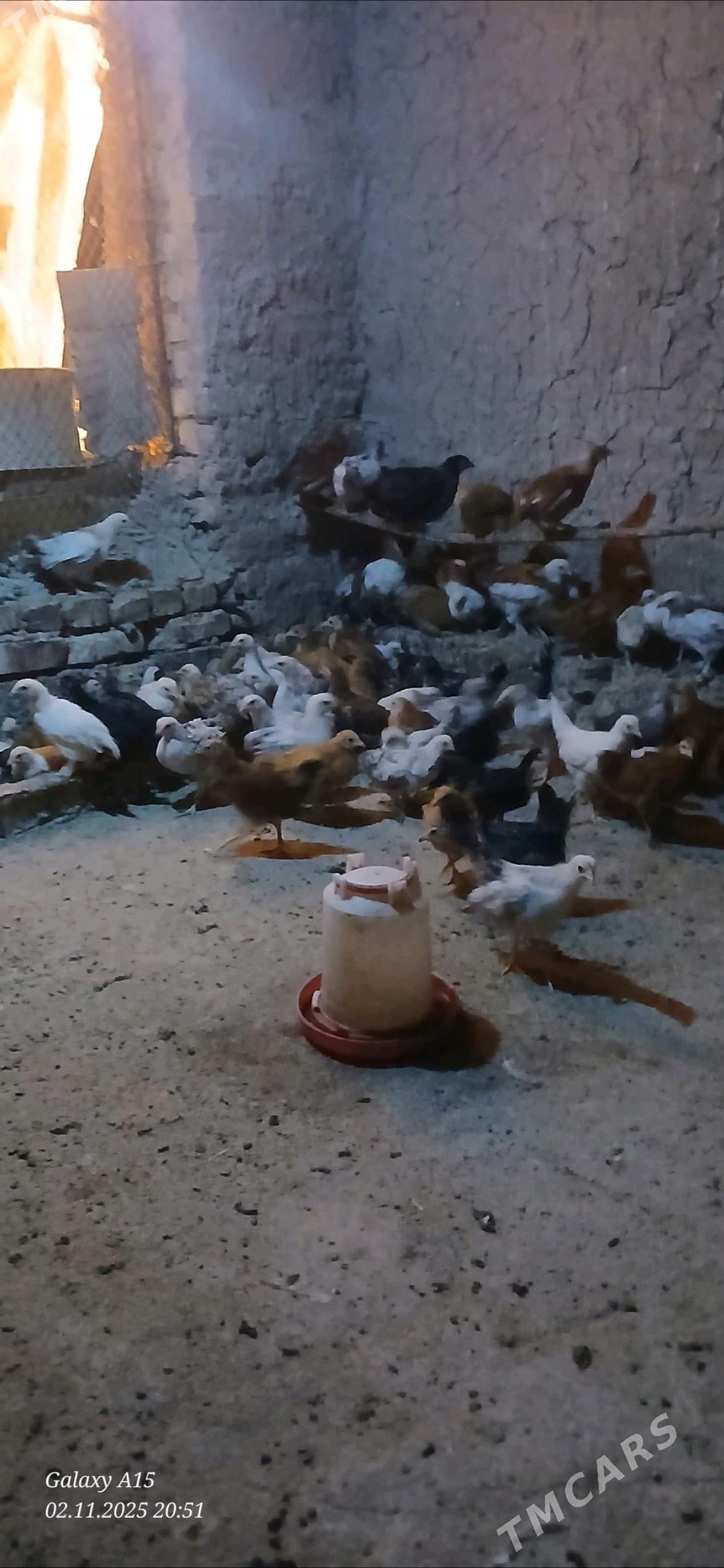 juje - Бабадайхан - img 3