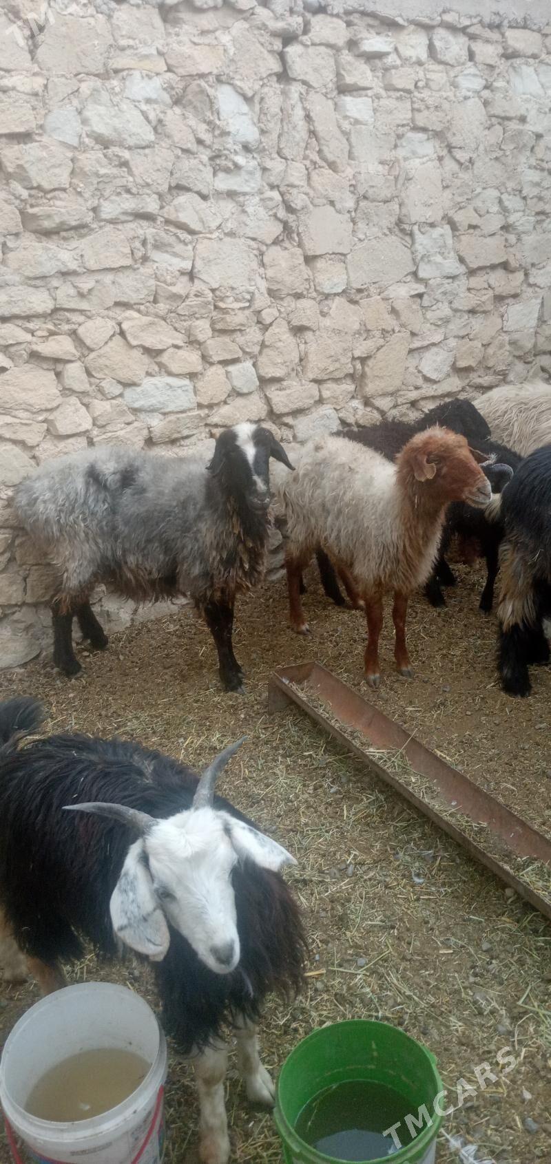 goyun - Гызыларбат - img 3