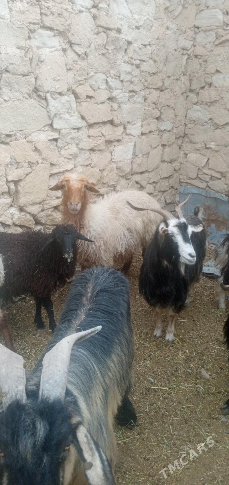 goyun - Гызыларбат - img 2