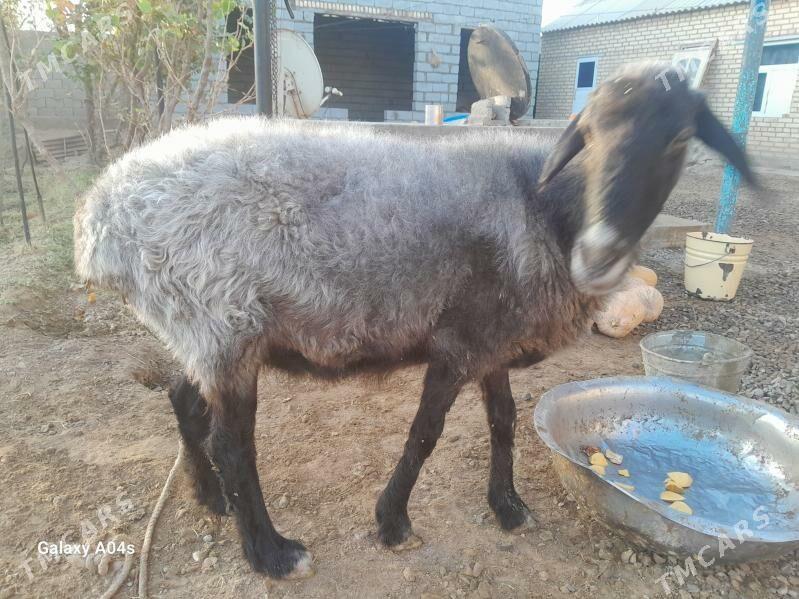 goyun - Бабадайхан - img 3