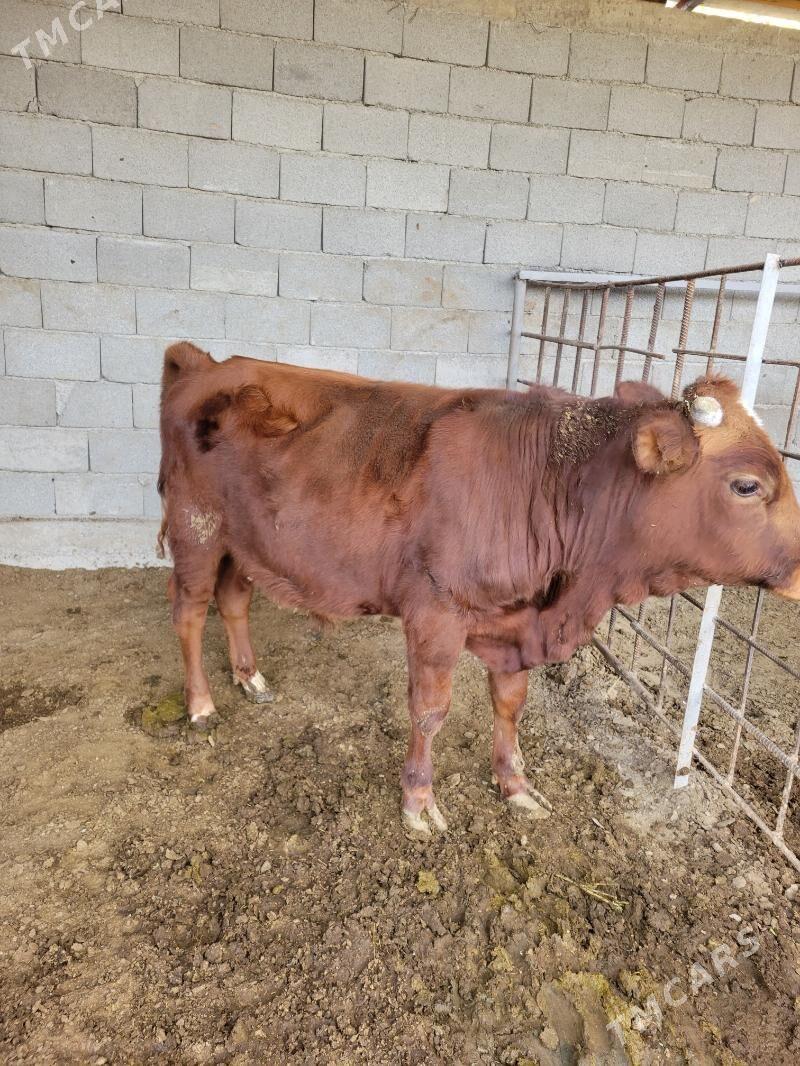 okuz - Ашхабад - img 1