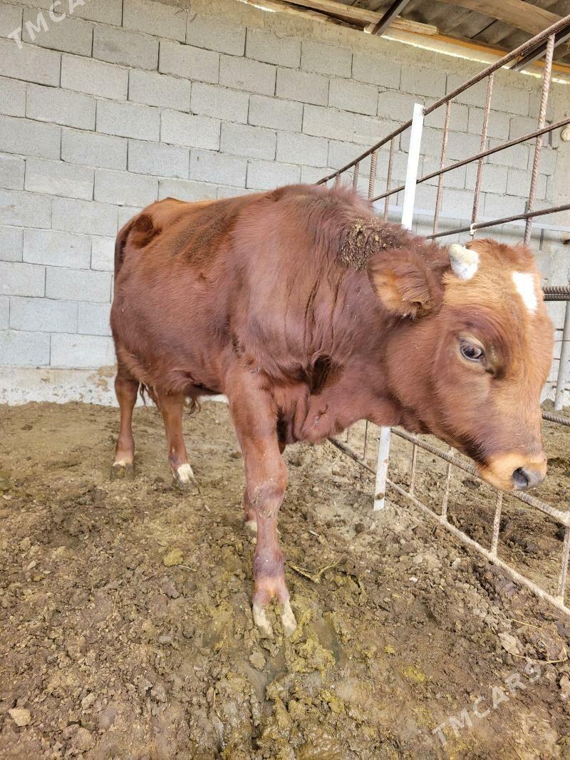 okuz - Ашхабад - img 4