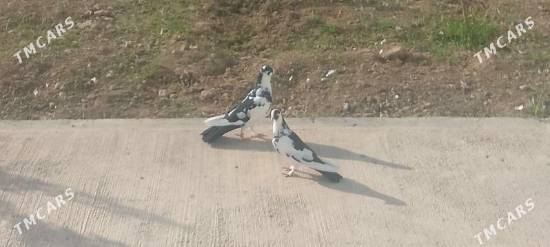 kepderi - Чоганлы - img 2