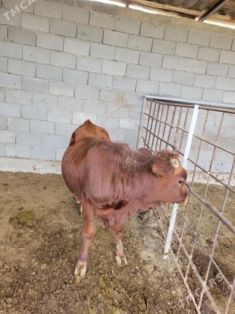 okuz - Ашхабад - img 5