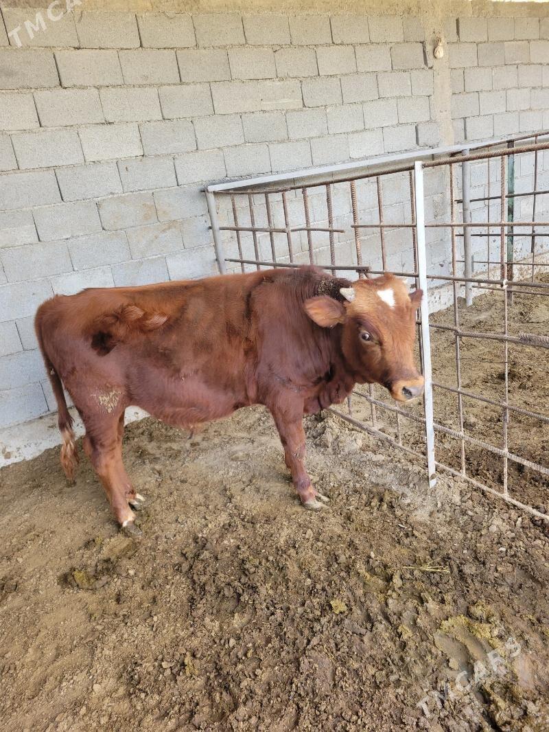 okuz - Ашхабад - img 6