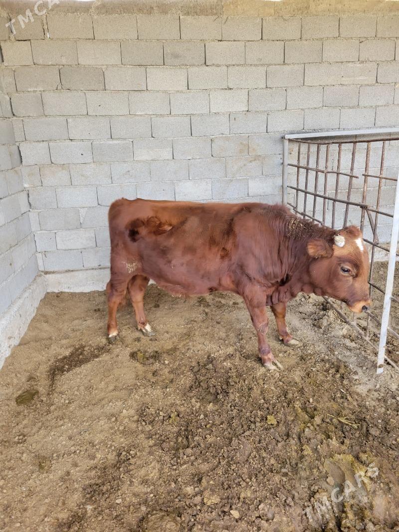 okuz - Ашхабад - img 2