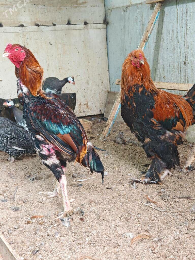 Taşkent horoz Obmen - Тязе заман - img 3