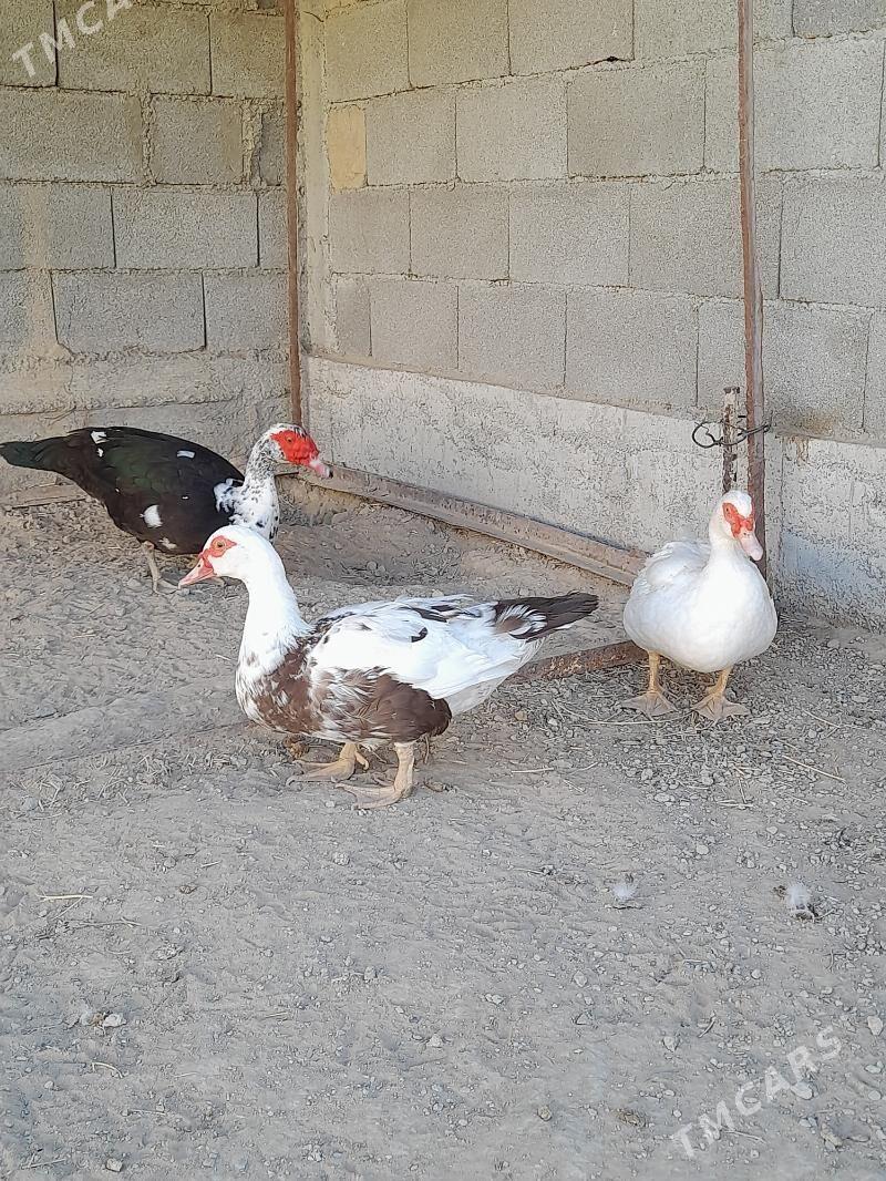 indautka - Herrikgala - img 3