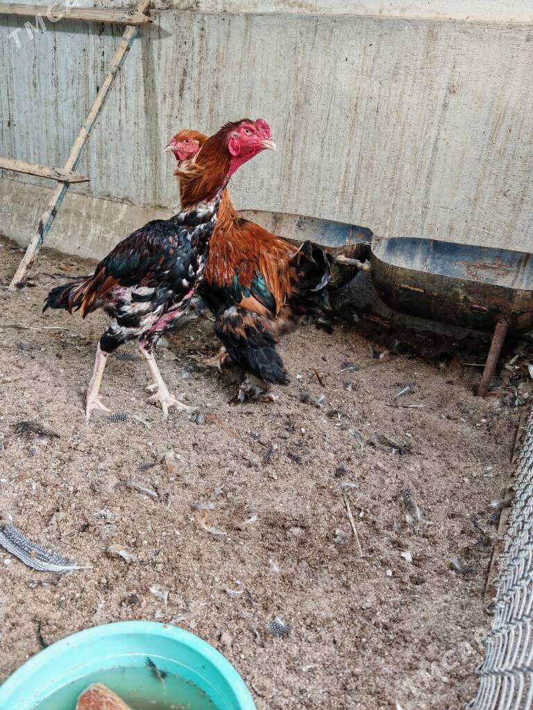 Taşkent horoz Obmen - Тязе заман - img 2