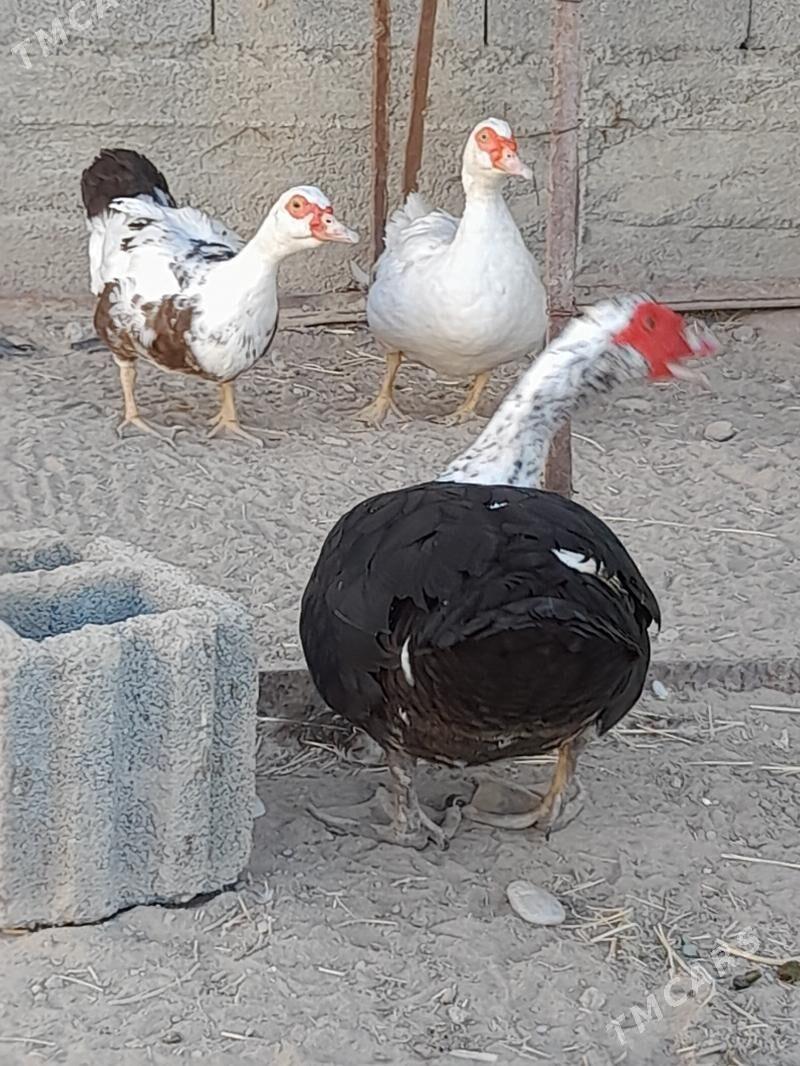 indautka - Herrikgala - img 2