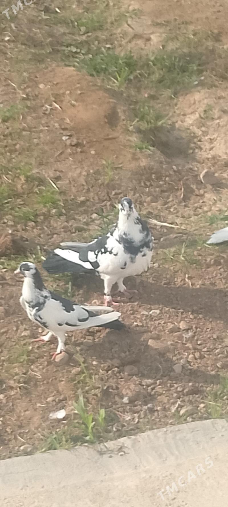 kepderi - Чоганлы - img 4