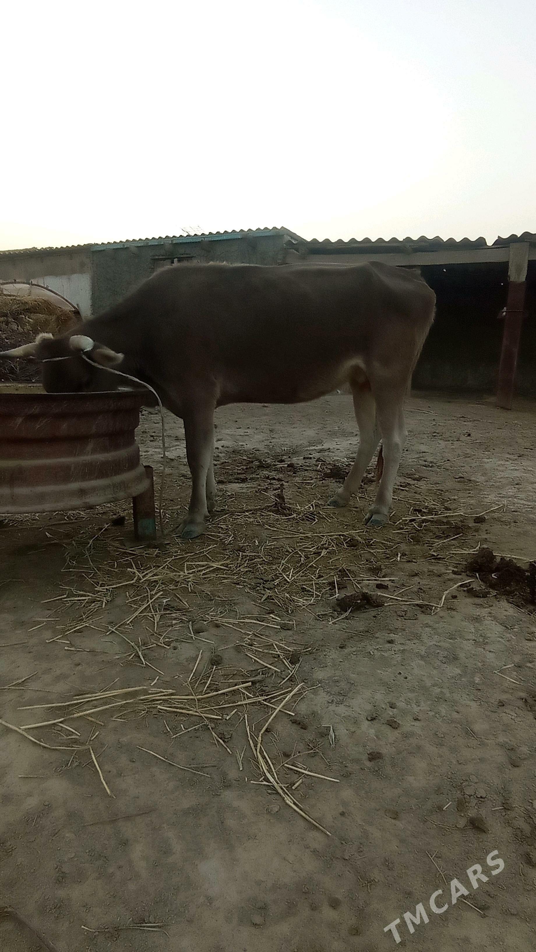 bogaz sygyr - Bäherden - img 5