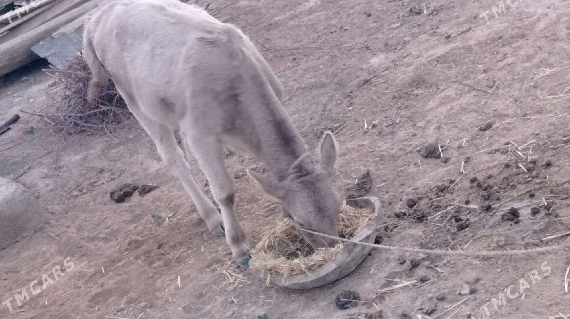 bogaz sygyr - Bäherden - img 2