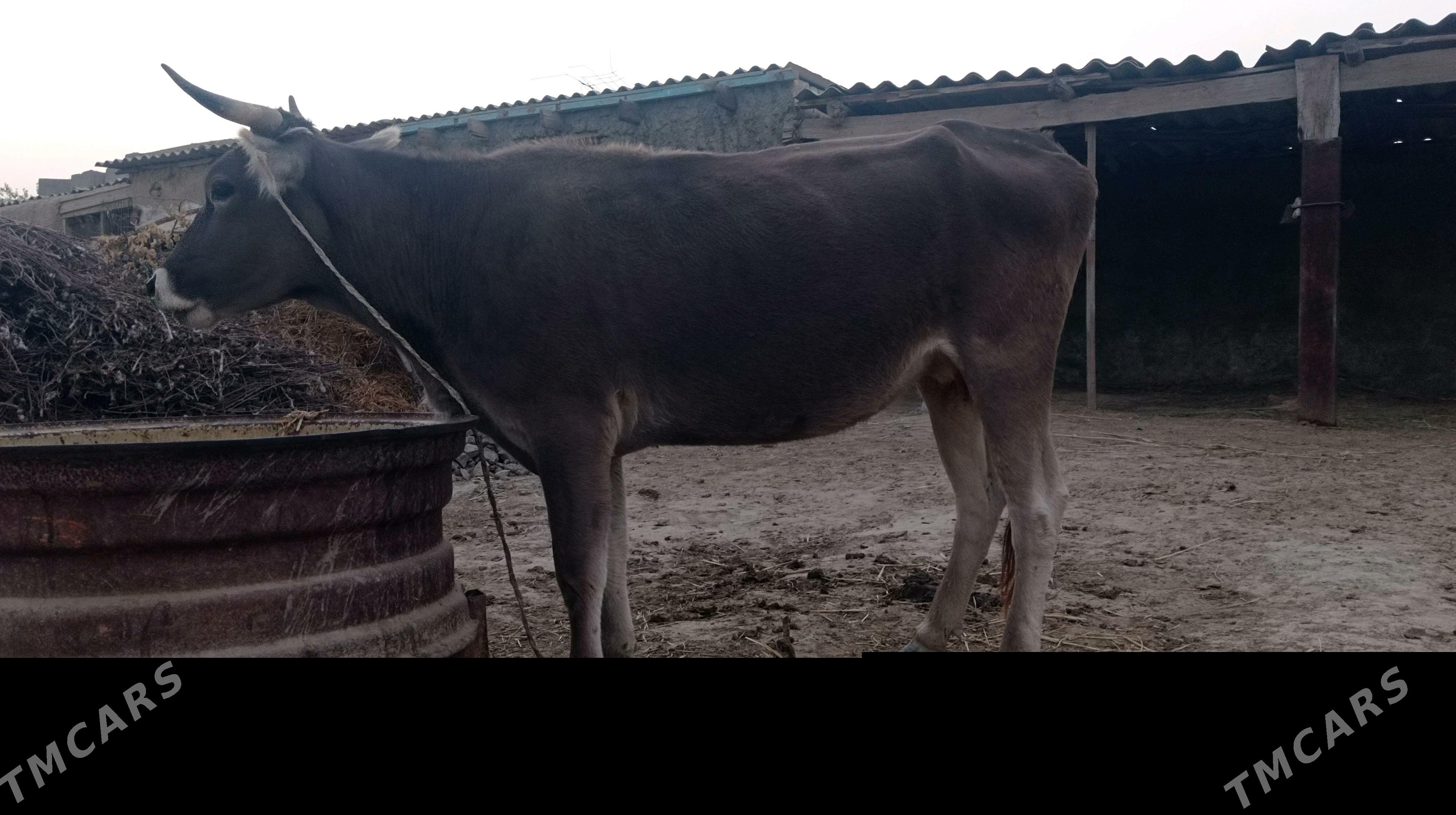 bogaz sygyr - Bäherden - img 4