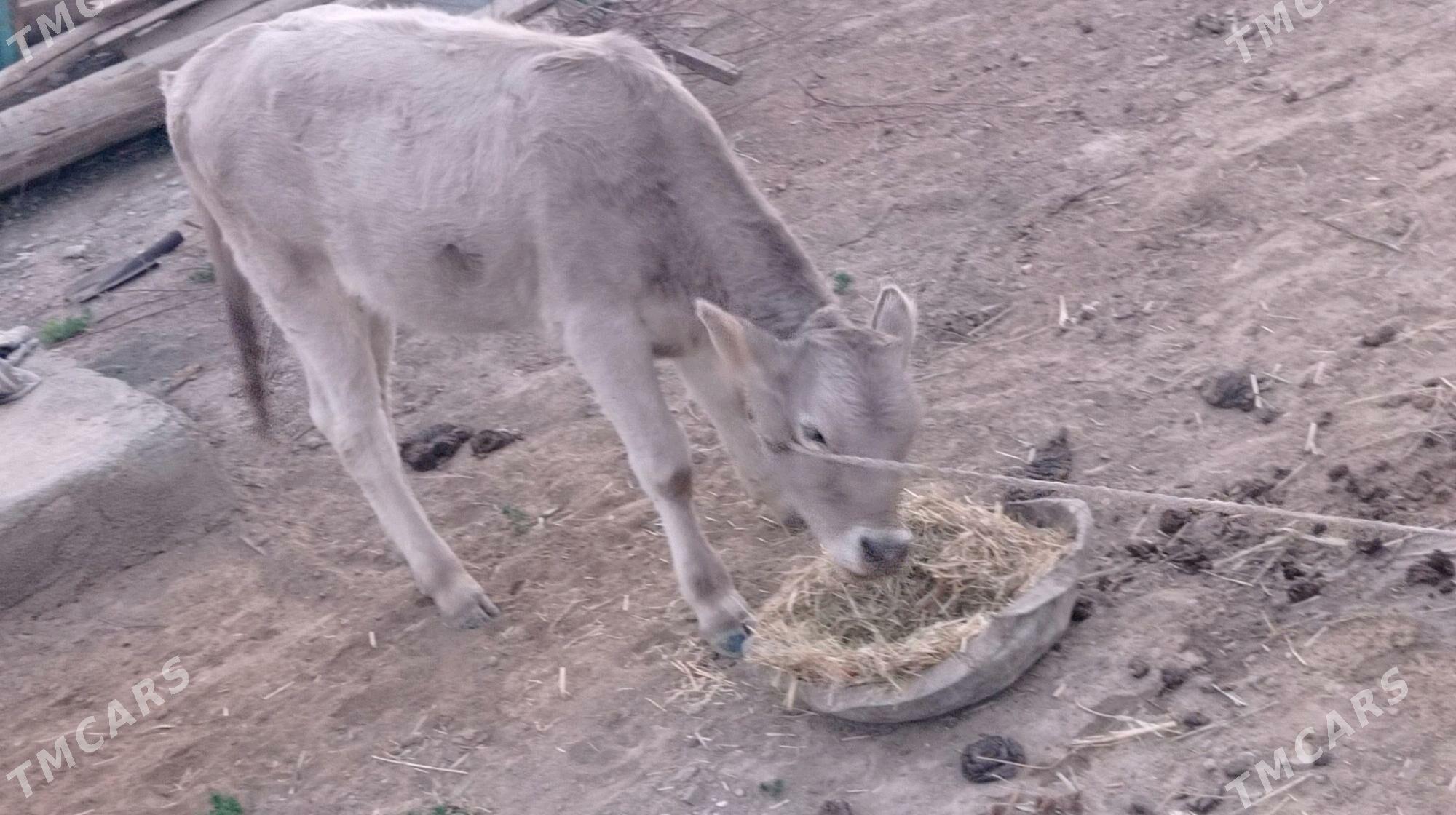 bogaz sygyr - Bäherden - img 6