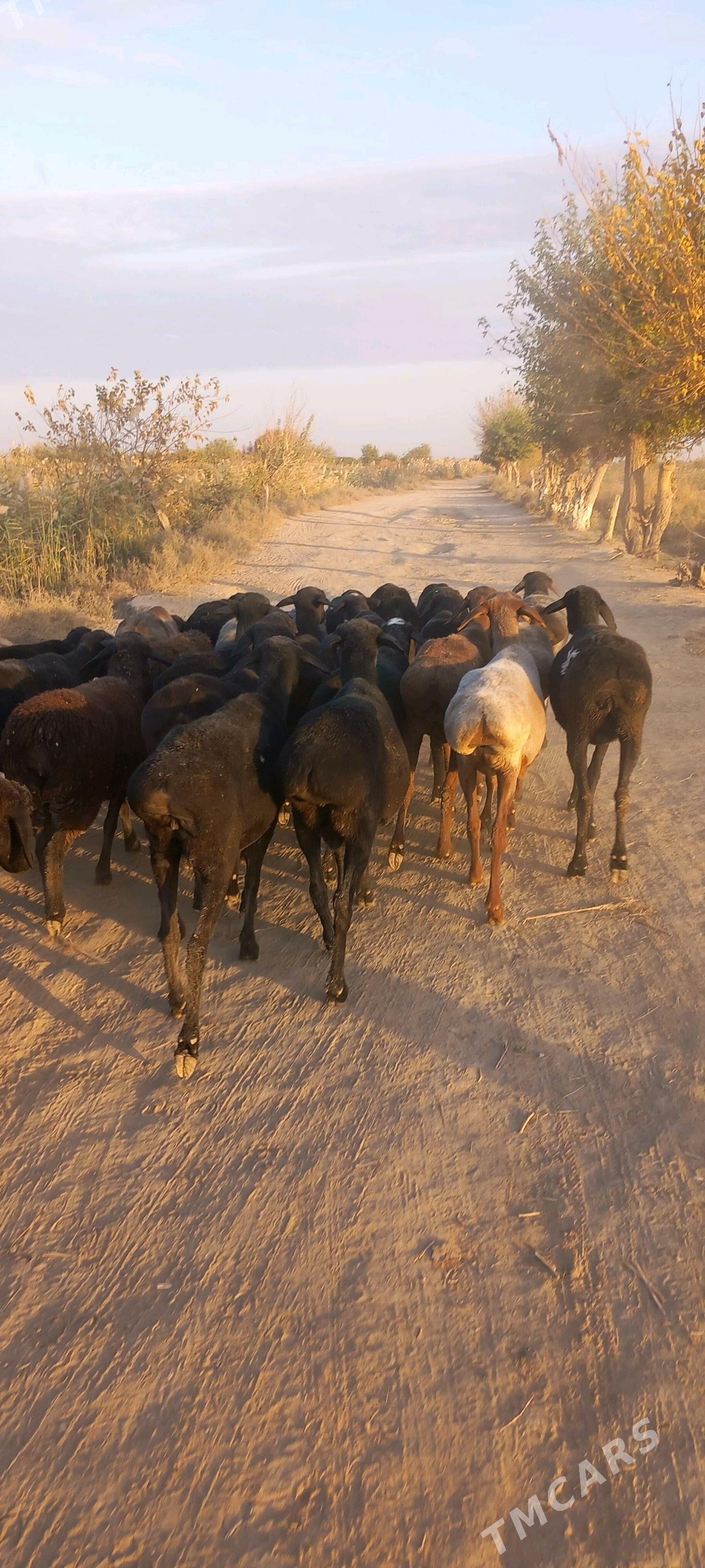 Gisir goyunlar - Çärjew - img 4