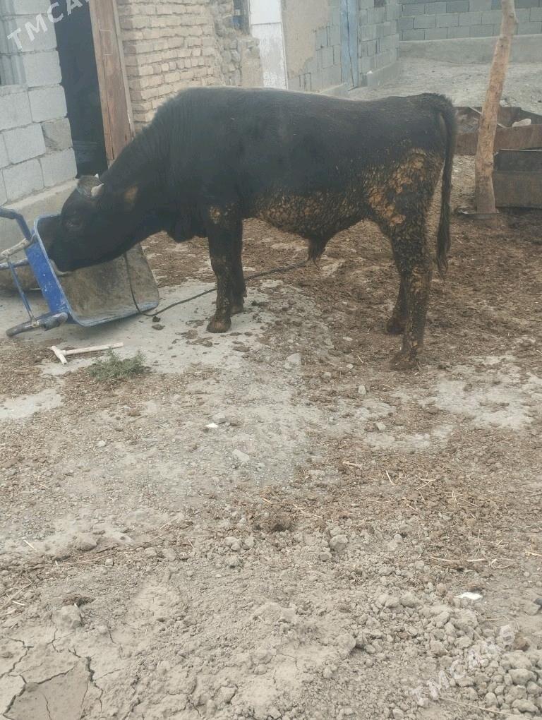 SVES OKUZ - Бахарден - img 1