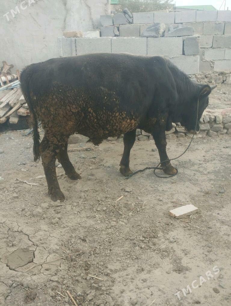 SVES OKUZ - Бахарден - img 4