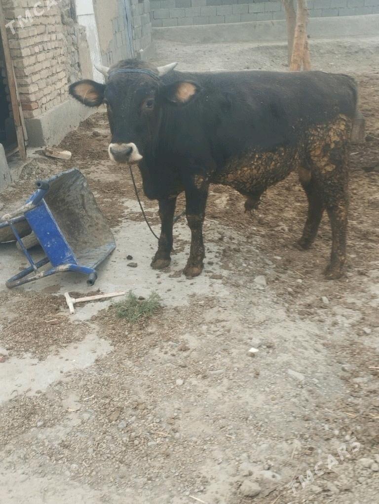 SVES OKUZ - Бахарден - img 3