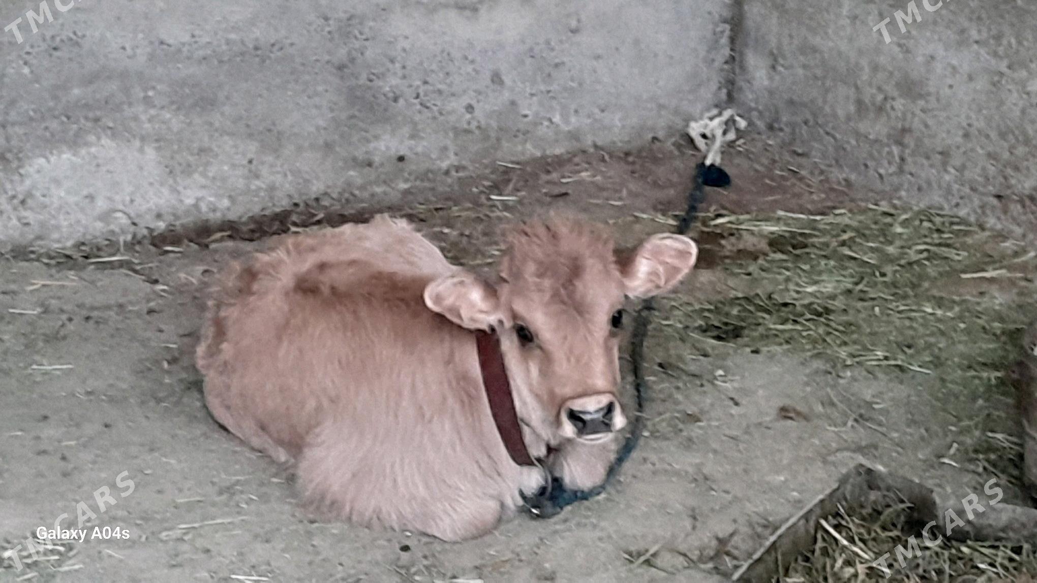 goleli sygyr - Кака - img 3