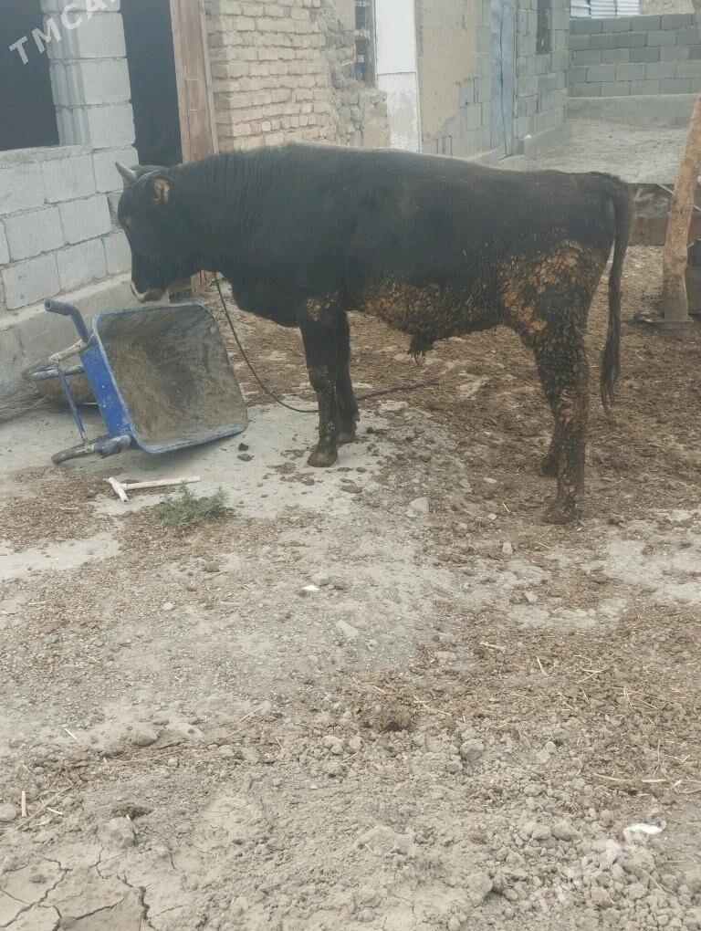 SVES OKUZ - Бахарден - img 2