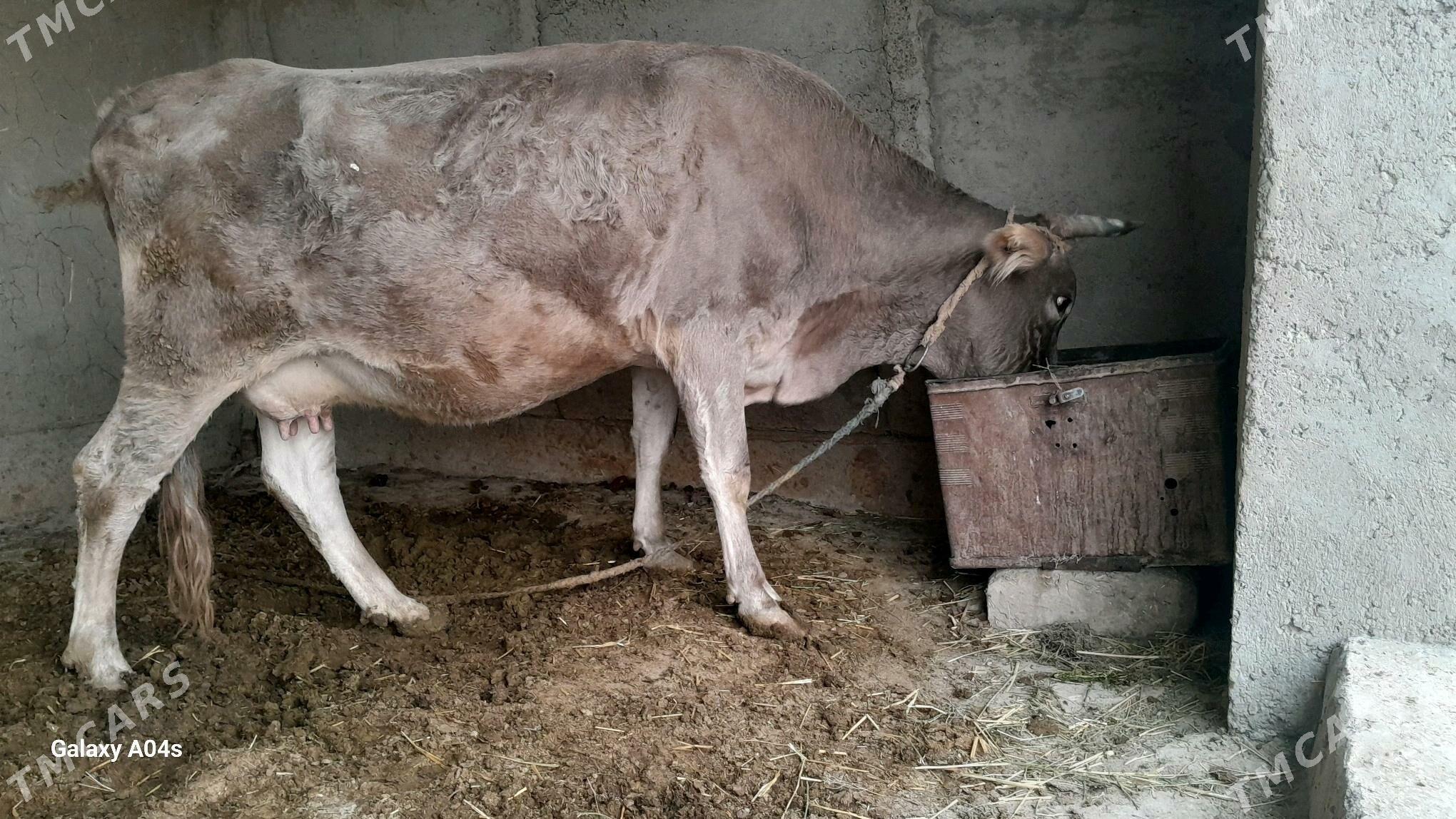 goleli sygyr - Кака - img 2