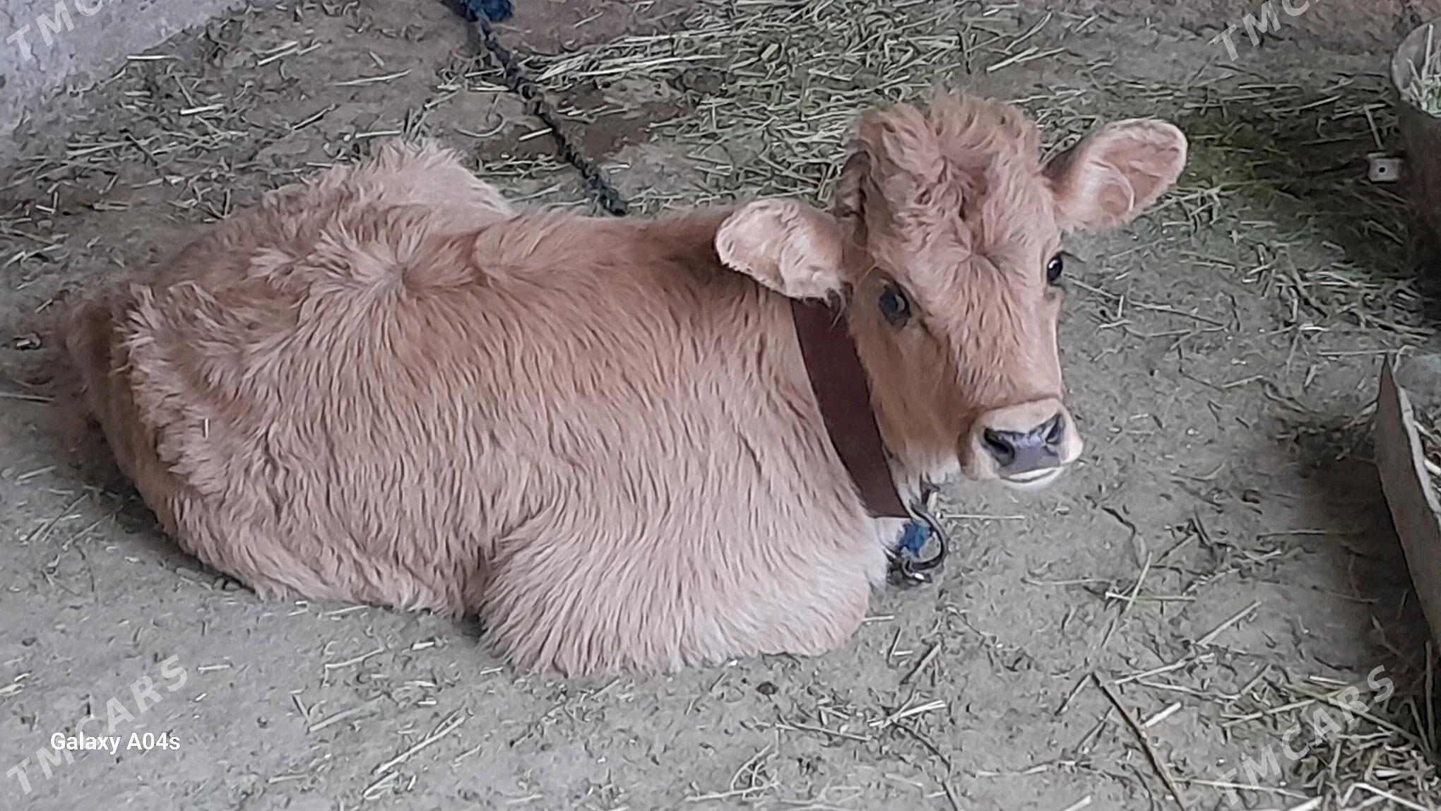 goleli sygyr - Кака - img 4