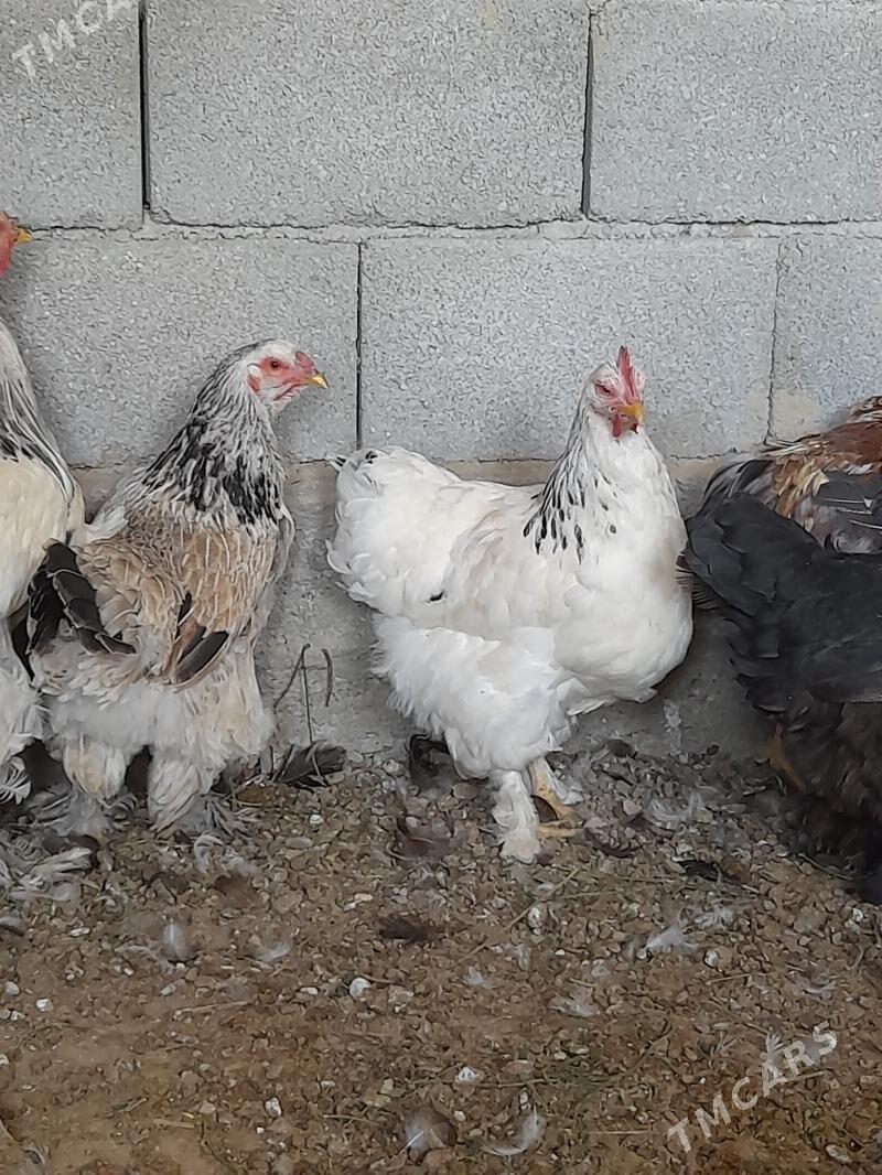 towuk - Herrikgala - img 7