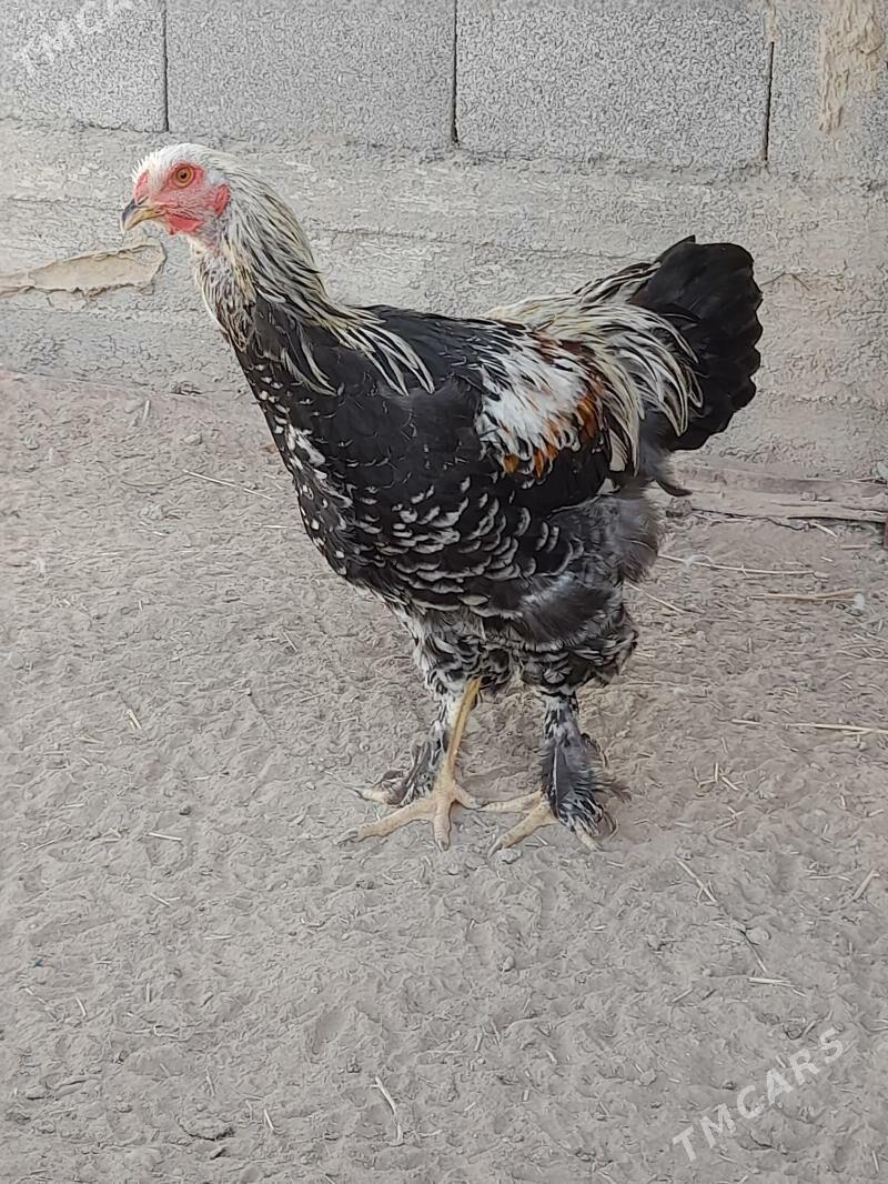 towuk - Herrikgala - img 6