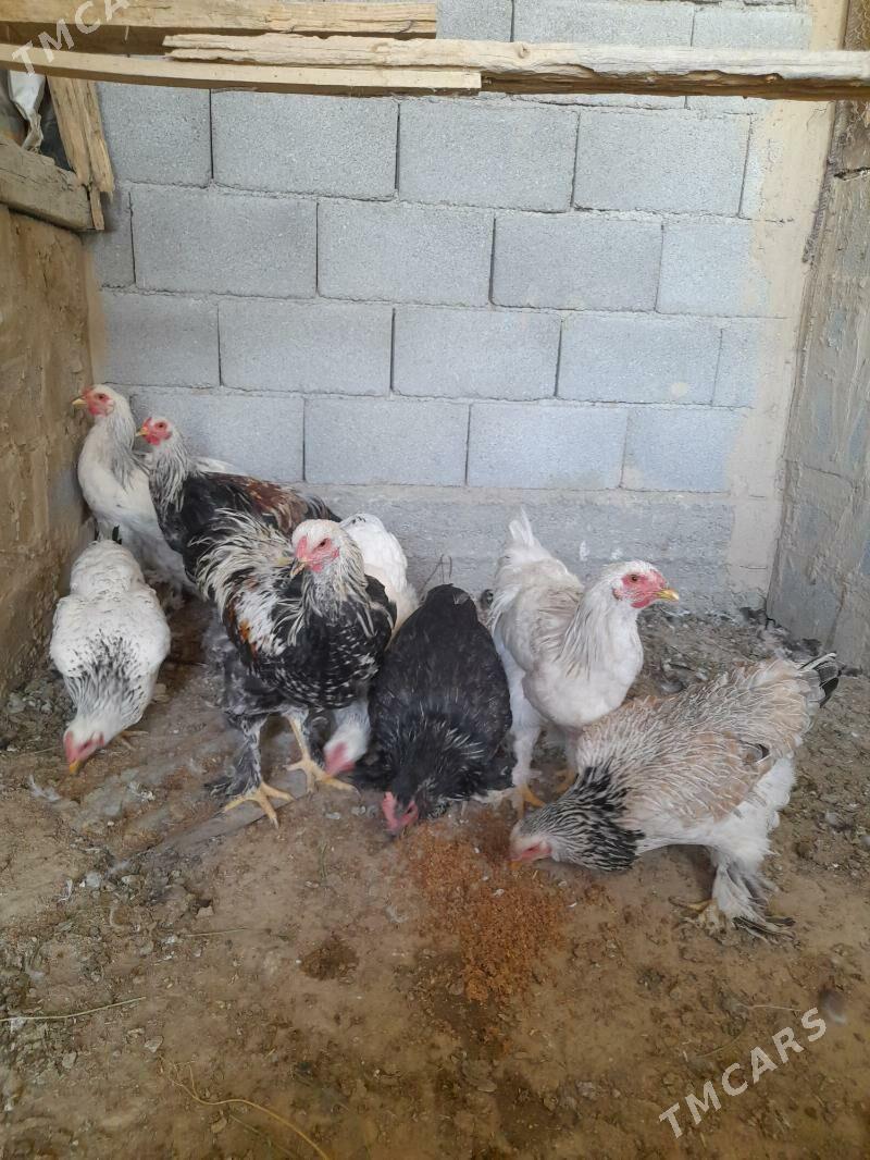 towuk - Herrikgala - img 8