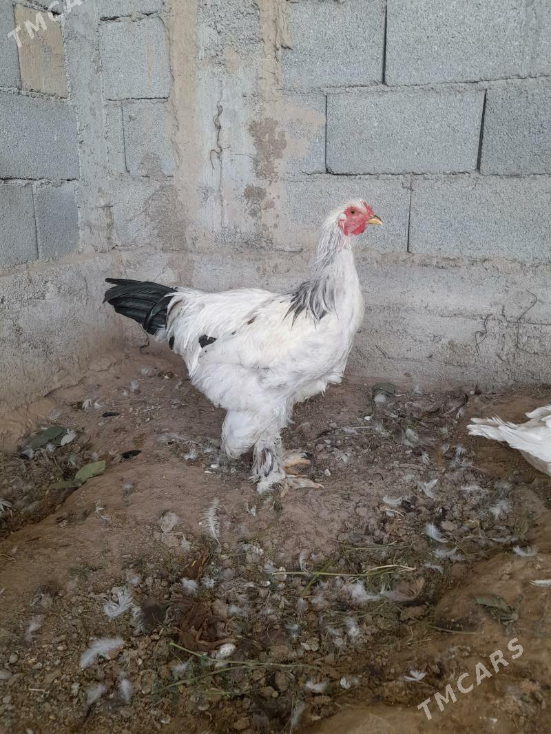 towuk - Herrikgala - img 4