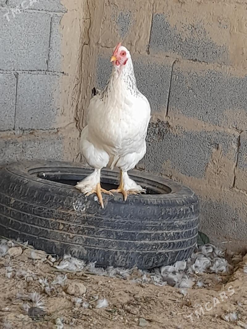 towuk - Herrikgala - img 5