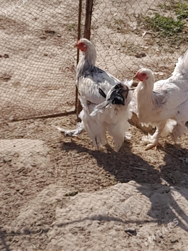 towuk - Herrikgala - img 3