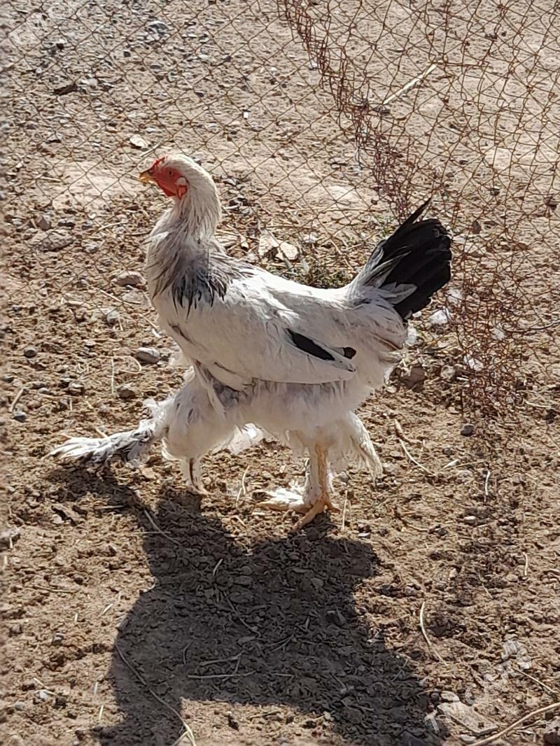 towuk - Herrikgala - img 2