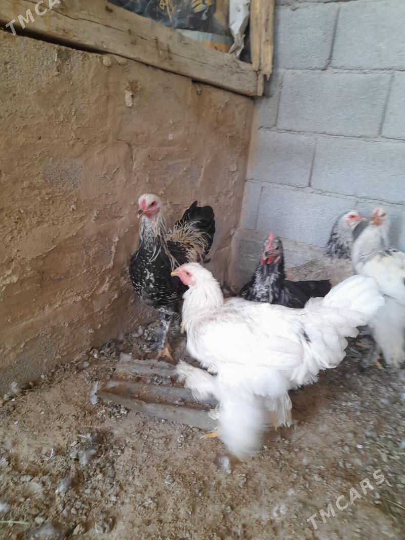 towuk - Herrikgala - img 9