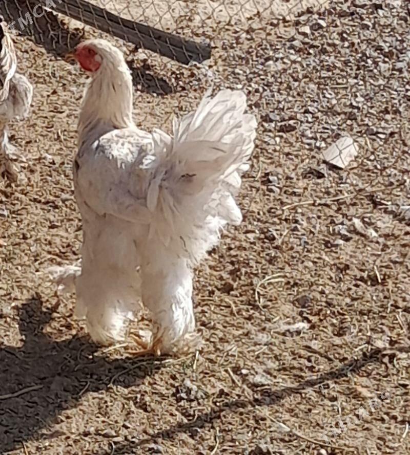 towuk - Herrikgala - img 1