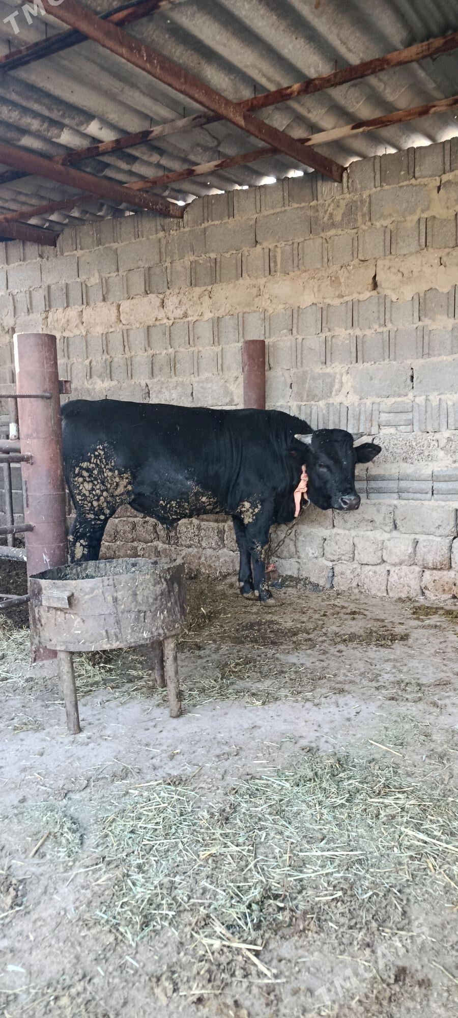 gibrit okuz 2 sani - Бахарден - img 2