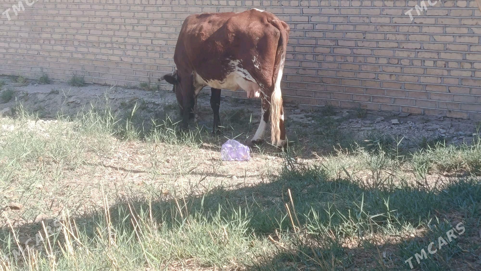 sygyr - Mary - img 2