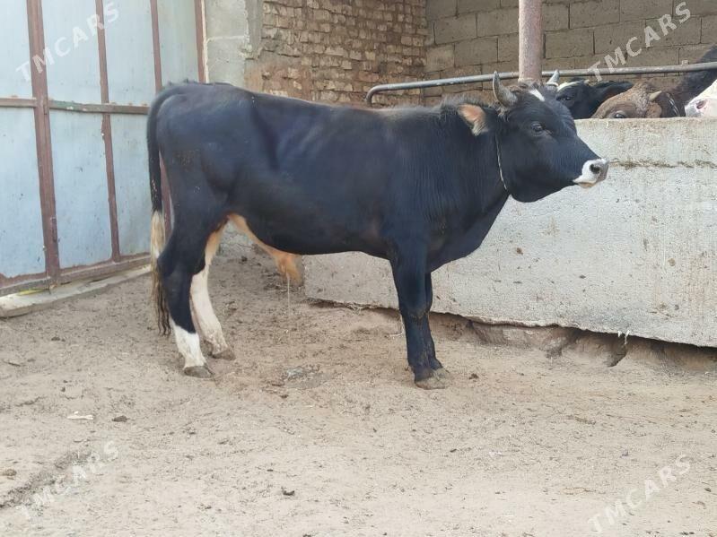 Окуз - Гарадамак Шор - img 2