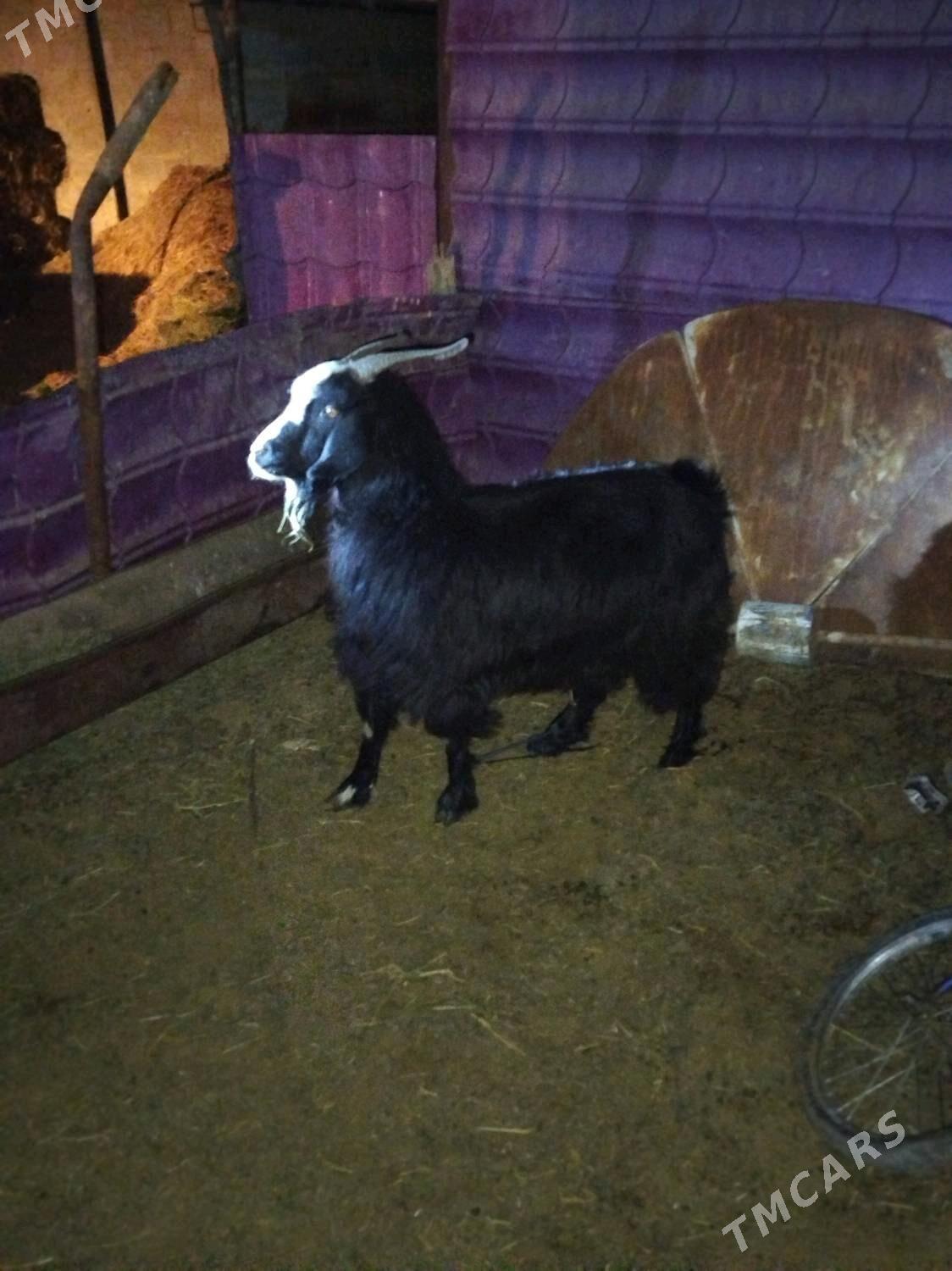 Semiz geci - Bäherden - img 2