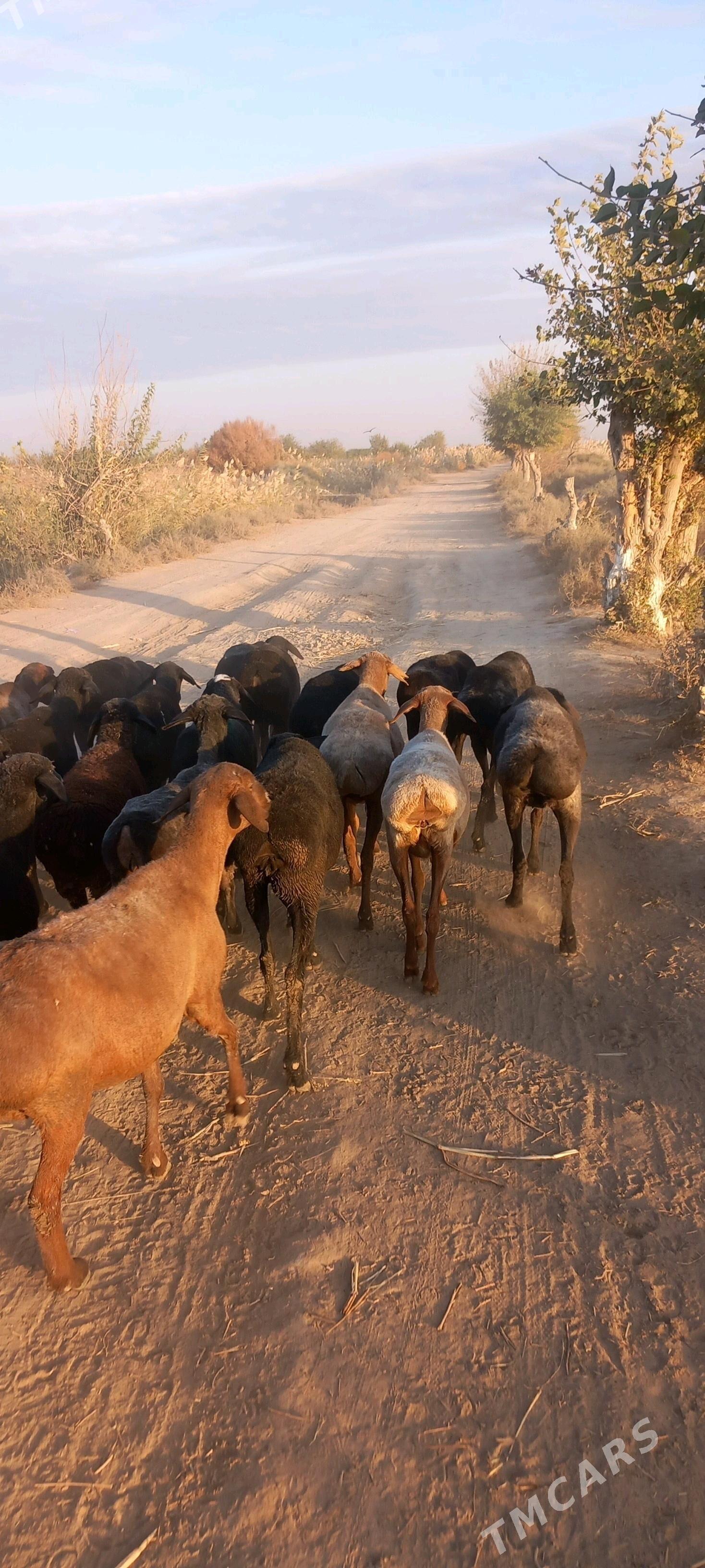 Gisir goyunlar - Çärjew - img 2