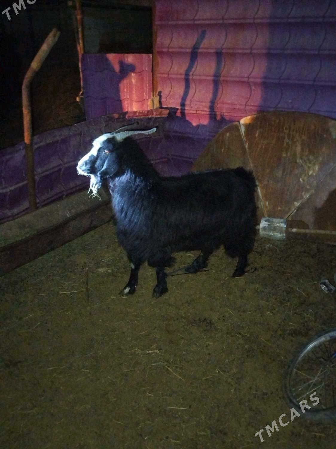 Semiz geci - Bäherden - img 1