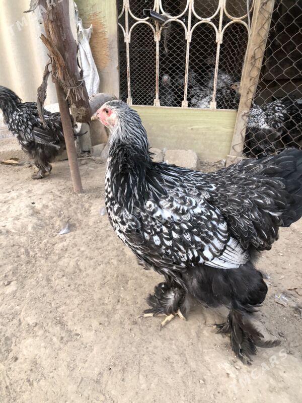 Brama silwer - Herrikgala - img 3